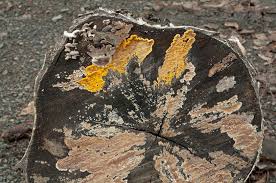 Attēlu rezultāti vaicājumam “Cylindrobasidium evolvens”