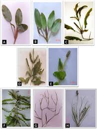 Attēlu rezultāti vaicājumam “Potamogeton perfoliatus fruit”