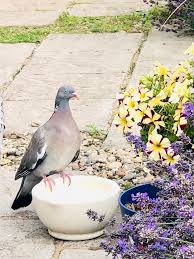 Attēlu rezultāti vaicājumam “Columba palumbus adult”