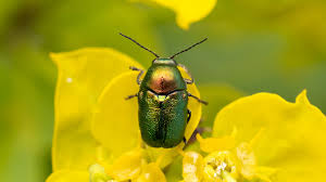 Attēlu rezultāti vaicājumam “Cryptocephalus aureolus, Cryptocephalus sericeus”