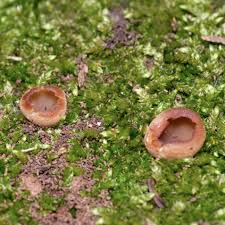 Attēlu rezultāti vaicājumam “Peziza vesiculosa”