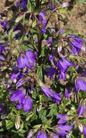 Image result for Campanula trachelium