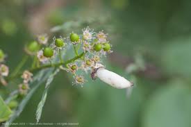 Attēlu rezultāti vaicājumam “Taphrina padi”