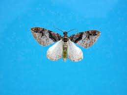 Attēlu rezultāti vaicājumam “Pareulype berberata”