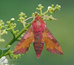 Attēlu rezultāti vaicājumam “Deilephila porcellus”