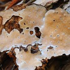 Attēlu rezultāti vaicājumam “Heterobasidion parviporum”