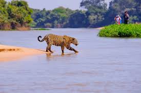 Image result for Brazilia 1980 Jaguar