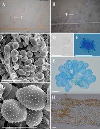 Attēlu rezultāti vaicājumam “Melampsora epitea”