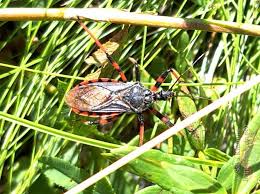 Attēlu rezultāti vaicājumam “Rhynocoris annulatus imago”