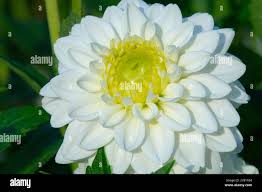 Image result for Dahlia `Snowflake`
