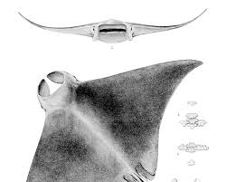 Image result for Mobula hypostoma