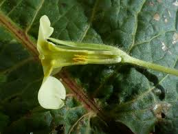 Attēlu rezultāti vaicājumam “Primula farinosa bud”