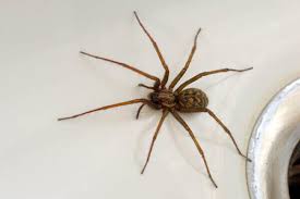 Image result for spider