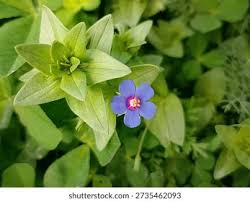 Image result for Anagallis arvensis