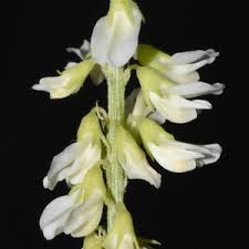 Attēlu rezultāti vaicājumam “Melilotus albus”