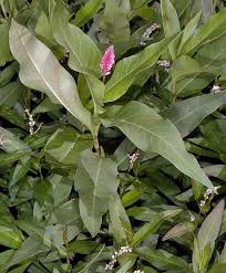 Attēlu rezultāti vaicājumam “Polygonum amphibium leaf”
