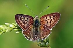 Attēlu rezultāti vaicājumam “Lycaena tityrus female”