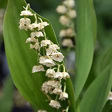 Attēlu rezultāti vaicājumam “Convallaria majalis leaf”