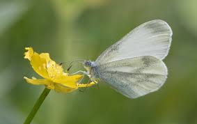 Attēlu rezultāti vaicājumam “Leptidea sinapis”