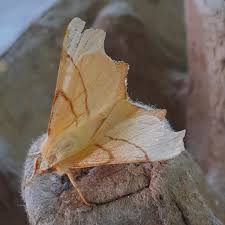 Attēlu rezultāti vaicājumam “Ennomos erosaria”