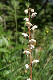 Attēlu rezultāti vaicājumam “Pyrola rotundifolia”