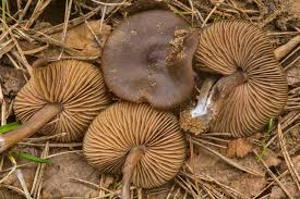 Attēlu rezultāti vaicājumam “Entoloma vernum”