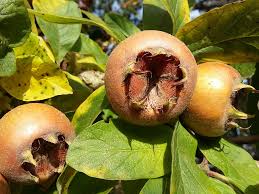 Attēlu rezultāti vaicājumam “Mespilus germanica fruit”