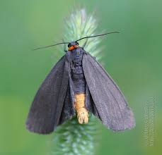 Attēlu rezultāti vaicājumam “Atolmis rubricollis”