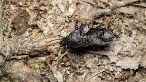 Attēlu rezultāti vaicājumam “Carabus nemoralis”