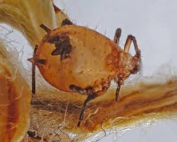 Attēlu rezultāti vaicājumam “Macrosiphoniella millefolii”