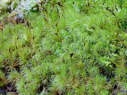 Attēlu rezultāti vaicājumam “Dicranum scoparium”