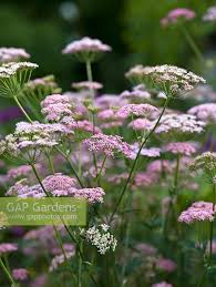 Attēlu rezultāti vaicājumam “Pimpinella major flower”