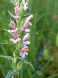 Attēlu rezultāti vaicājumam “Odontites vulgaris flower”