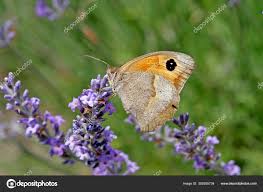 Attēlu rezultāti vaicājumam “Maniola jurtina”