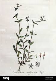 Attēlu rezultāti vaicājumam “Cerastium holosteoides fruit”