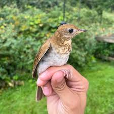 Image result for Catharus fuscescens