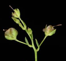 Attēlu rezultāti vaicājumam “Veronica beccabunga bud”