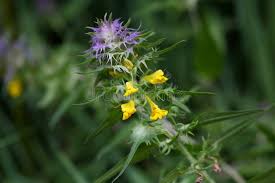 Attēlu rezultāti vaicājumam “Melampyrum cristatum leaf”