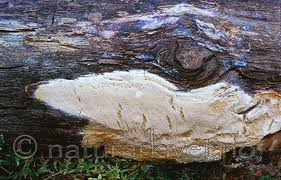 Attēlu rezultāti vaicājumam “Antrodia pulvinascens”