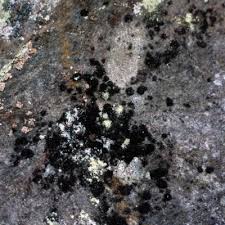 Attēlu rezultāti vaicājumam “Cystocoleus ebeneus”