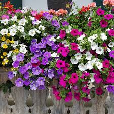 Image result for Petunia