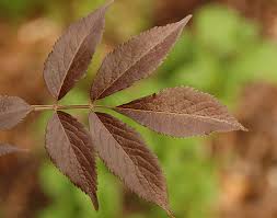 Attēlu rezultāti vaicājumam “Sambucus nigra”