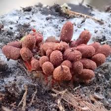 Attēlu rezultāti vaicājumam “Lycogala epidendrum aggr. plasmodium”