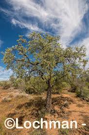 Attēlu rezultāti vaicājumam “Santalaceae”