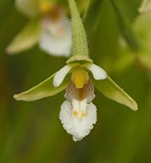 Attēlu rezultāti vaicājumam “Epipactis palustris bud”