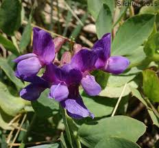 Attēlu rezultāti vaicājumam “Lathyrus japonicus subsp. maritimus flower”