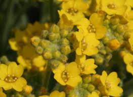 Image result for Alyssum diffusum