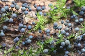 Attēlu rezultāti vaicājumam “Lamproderma nigrescens”