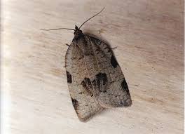 Attēlu rezultāti vaicājumam “Lozotaenia forsterana”