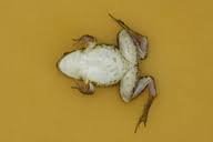 Attēlu rezultāti vaicājumam “Pelophylax juvenile”